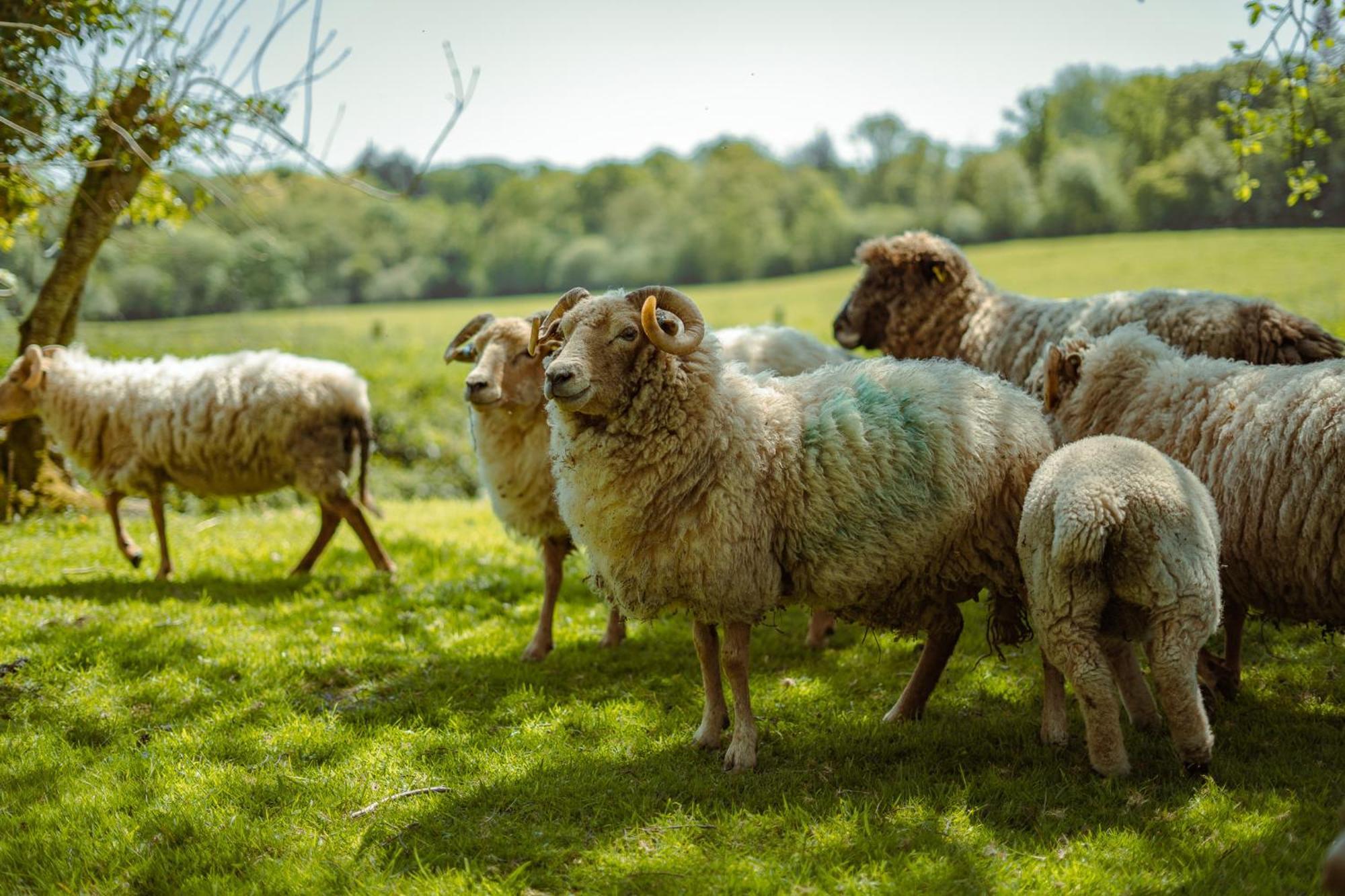 Somerset Shepherds Huts Winsham Exteriér fotografie