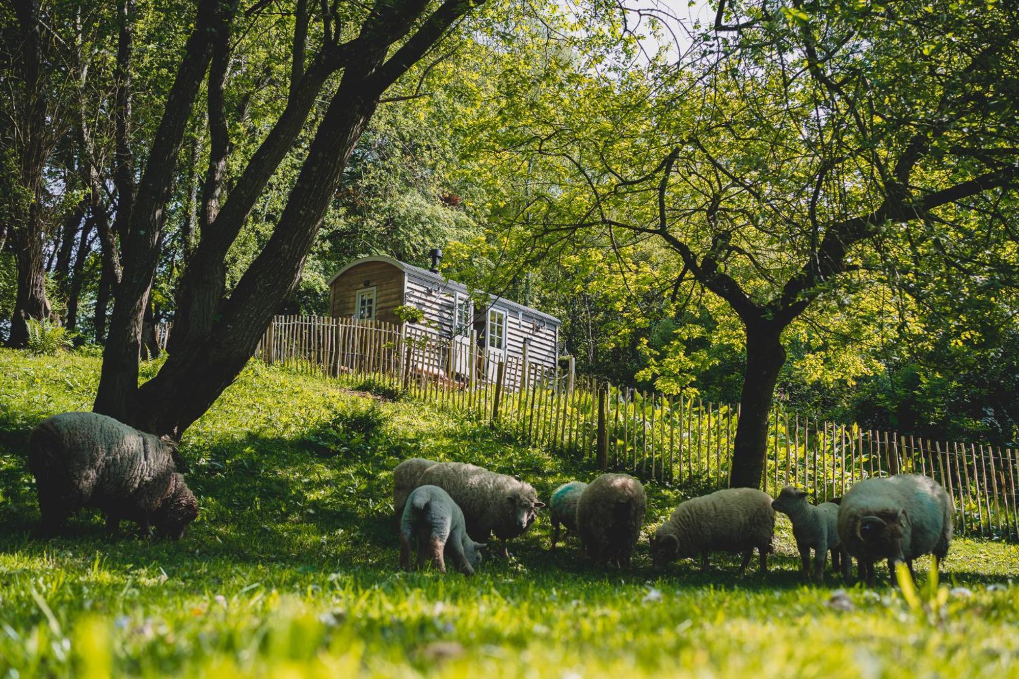 Somerset Shepherds Huts Winsham Exteriér fotografie
